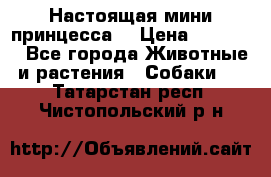 Настоящая мини принцесса  › Цена ­ 25 000 - Все города Животные и растения » Собаки   . Татарстан респ.,Чистопольский р-н